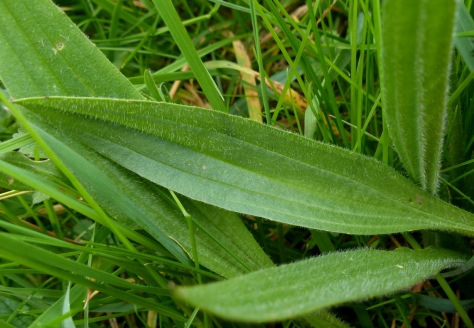 Ribwort Plantain leaf