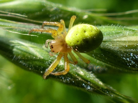 Green Orb Weave Spider