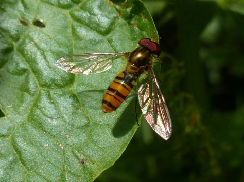 Marmalade Hoverfly