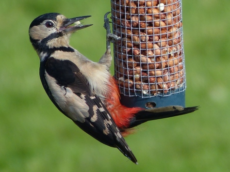 Female Great Spotted Woodpecker