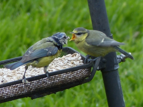 Blue Tit feeding fledgling