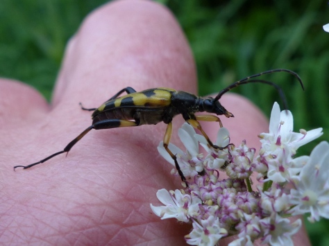 Male Spotted Longhorn