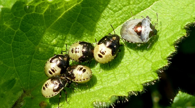 Nymphs of the Woundwort Shield Bug.