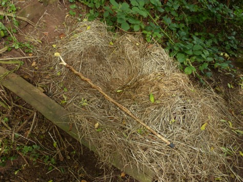Mystery Nest