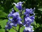 Hybrid Bluebell (Hyacinthoides massartiana)