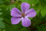 Herb Robert flower (Geranium robertianum)