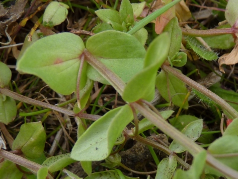 Scarlet Pimpernel leaves (Anagallis arvensis)