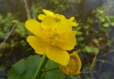 Marsh Marigold flowers (Caltha palustris)