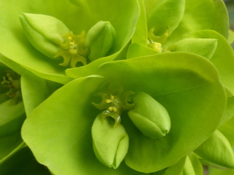 Euphorbia amygdaloides, The Wood Spurge