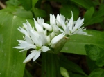 Wild Garlic (Allium ursinum)