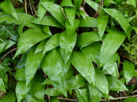 Wild Garlic leaves (Allium ursinum)