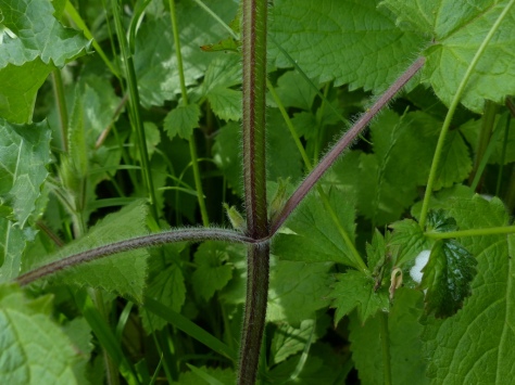 Hedge Woundwort (Stachys sylvatica)