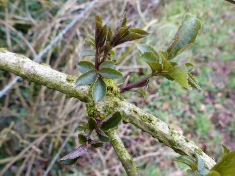 Elder leaf (Sambucus nigra)