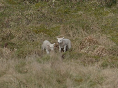 Forest Lambs